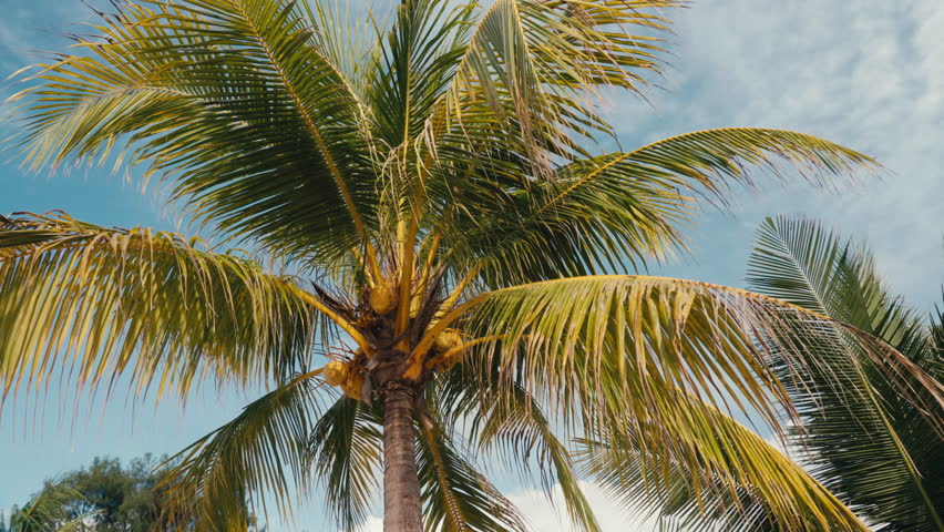 Beautiful cinematic view of palm tree with hanging coconuts against blue sky in tropical paradise. Palm tree plantation on island in tropics. Golden light on palm tree leaves. Fabulous exotic nature. Royalty-Free Stock Footage #1106122587