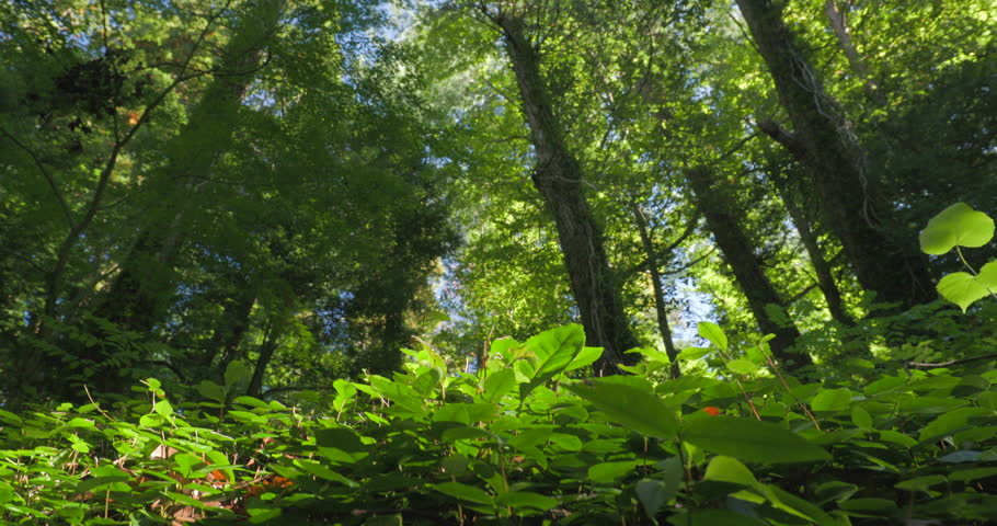 Bottom View From Ground Lush Greenery On Foliar Forest Summer Sunny Day. Beautiful Landscape. Green Colors. Summer Deciduous Forest.