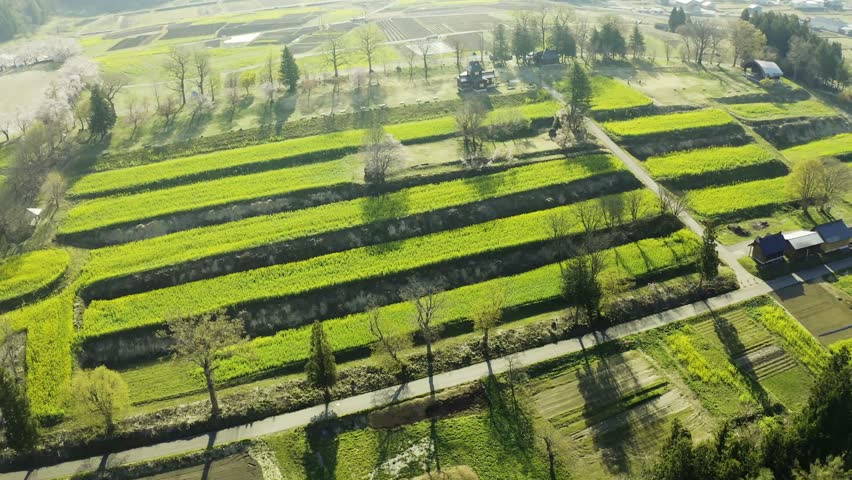 長野県飯山市の「菜の花公園」では、13ヘクタール一面の菜の花を観賞することができます。
At Rape Blossom Park in Iiyama City, Nagano, you can see a 13-hectare area of rape blossoms.
