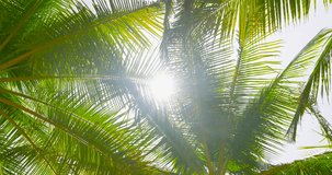 Bottom view sunshine in leaf coconut tree nature tree sunshine sunlight background High quality video 4K ProRes422 