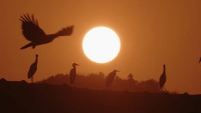 Silhouettes of cranes and herons sitting on a roof at sunrise with big solar disk at background and flying by eagles. Beautiful scenic wildlife landscape with birds in slow motion - Powered by Shutterstock - Get 15% off with code: PIKWIZARD15