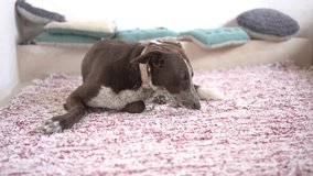 Dog sniffing on carpet, video of podenco on woven yarn surface, sniffs the floor attentively, cozy rustic espadrille with cushions in the background.