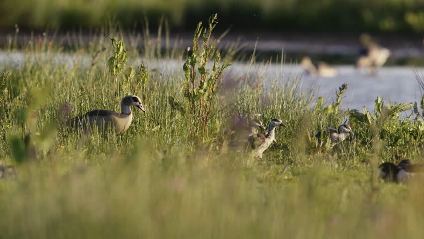 Close up of a small family of geese walking through the tall grass in the wetlands, slow motion
 Royalty-Free Stock Footage #1106137551