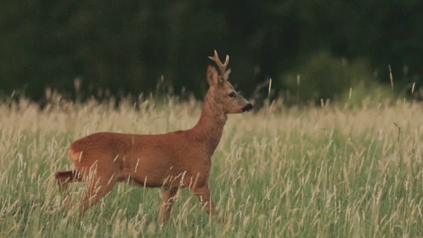Deer on a green field with a forest in the background in Germany, Europe in 4k Royalty-Free Stock Footage #1106138589