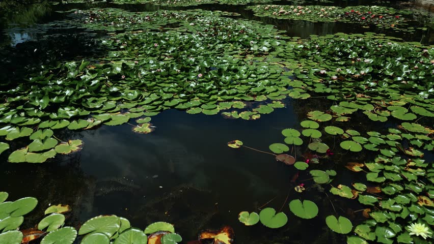 Aerial view over waterlilies lake