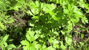 Bushes of juicy green parsley grow in the garden. Healthy food. For video presentation, advertising.
