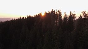Aerial view of the sunset passing through the coniferous trees, creating a magical place. Red-orange rainbow in the sky. 4k video