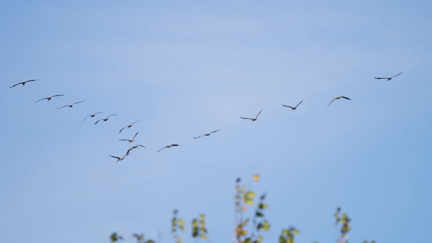 A flock of storks in the cloudless autumn sky. Royalty-Free Stock Footage #1106140901