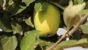 Close-Up Of An Apple In A Tree - An Apple In An Apple Tree - An Apple In A Branch Surrounded By Leaves