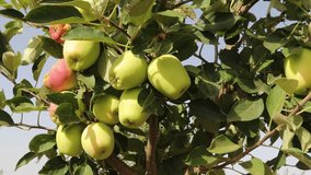 Organic Apples Growing On A Tree - Fresh Apples On An Apple Tree - A Branch Of Apples With Leaves