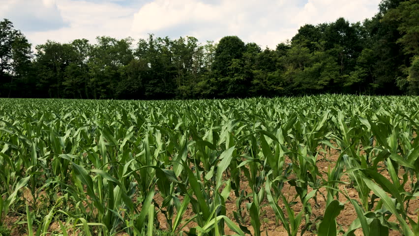 Pan on a newborn corn filed in Italy