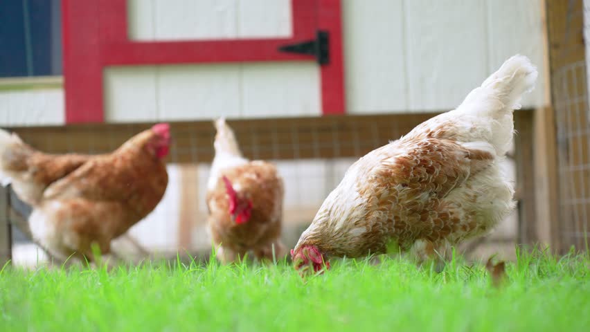3 Chickens Free Range Outside the coup pecking in the grass in the backyard at home in a rural farming area in the United States in the summer