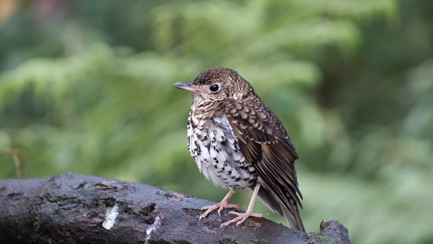 Song Thrush in Australia Close-Up Royalty-Free Stock Footage #1106145781