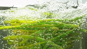 Super Slow Motion of Falling Asparagus Into Boiling Water. Filmed on High Speed Cinema Camera, 1000 fps. - Powered by Shutterstock - Get 15% off with code: PIKWIZARD15