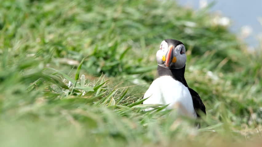 Atlantic puffin on Lunga Island, Treshnish Isles, Scotland, UK