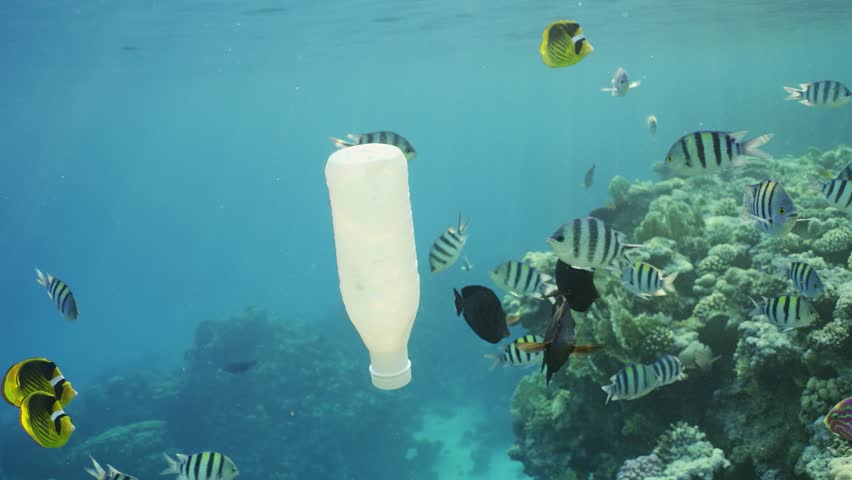 White plastic bottle drifts under surface of water, Slow motion. Mixed school of Indo-Pacific sergeant (Abudefduf vaigiensis) and Raccoon butterflyfish (Chaetodon lunula) floats around white bottle Royalty-Free Stock Footage #1106151929
