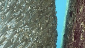 Vertical video, Continuous stream school of Hardyhead Silverside fishes swimming over sandy bottom in bright sunny day on sunbeams, slow motion