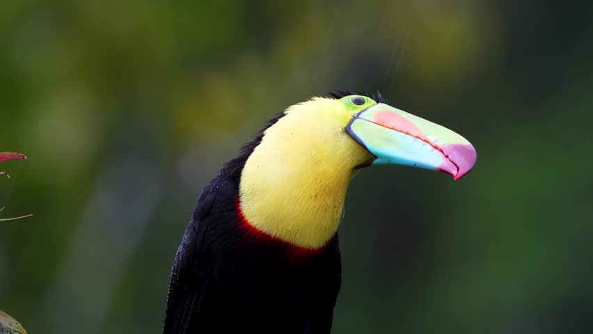 Close Up of Keel-billed Toucan, Ramphastos sulfuratus, Shaking Out Its Wet Feathers in Costa Rican Rainforest Royalty-Free Stock Footage #1106152865