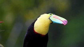 Close Up of Keel-billed Toucan, Ramphastos sulfuratus, Shaking Out Its Wet Feathers in Costa Rican Rainforest