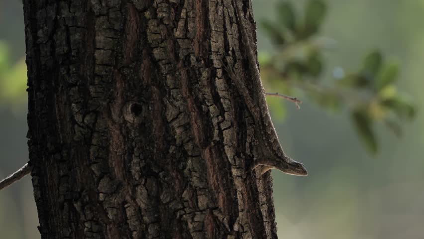 Western Fence Lizard (Sceloporus occidentalis) are excellent at camouflage. This helps them hide from enemies and lie in wait for the victim. Royalty-Free Stock Footage #1106153177
