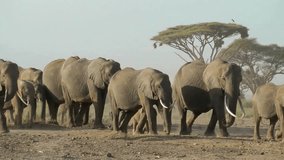 slow motion footage of a herd of elephants walking in the forest. giant elephants group walking in the forest