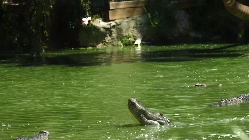 Alligator Fierce Predator in Everglades: Massive Reptile Jumps to Attack Prey Royalty-Free Stock Footage #1106159077