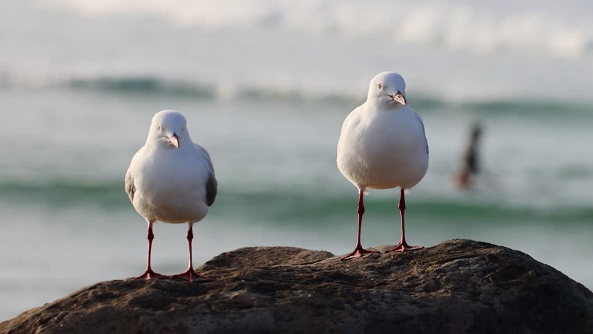 Red-Billed Gull Couple Standing on Beach Rock