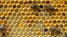 Pollen in combs
Beginning of the season. Harmonious development of the bee colony.
