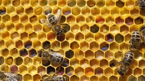 Pollen in combs
Beginning of the season. Harmonious development of the bee colony.
