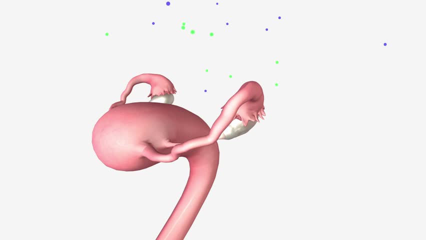 LH and FSH stimulates ovaries to produce estrogen and progesterone . Royalty-Free Stock Footage #1106164845