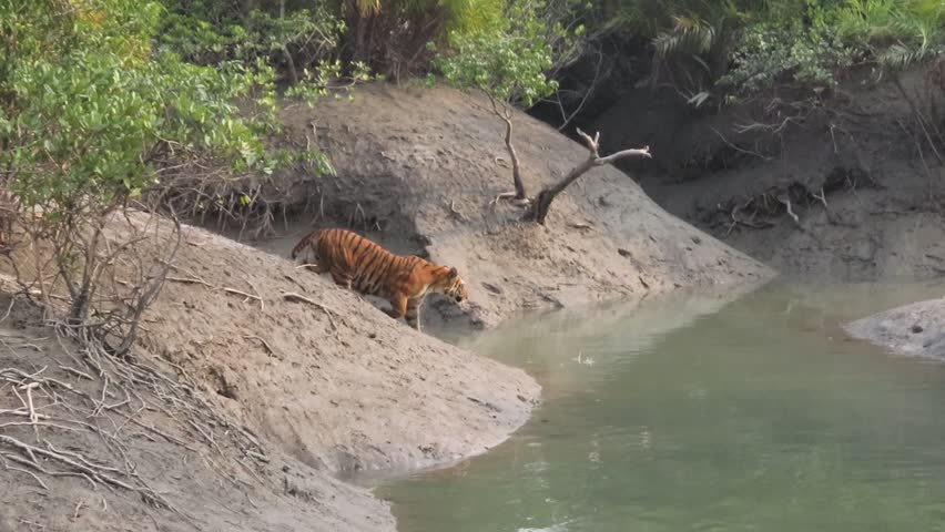 Adult pregnant female Bengal tiger crossing a canal during winter season at Sundarban Tiger Reserve, West Bengal, India Royalty-Free Stock Footage #1106166961