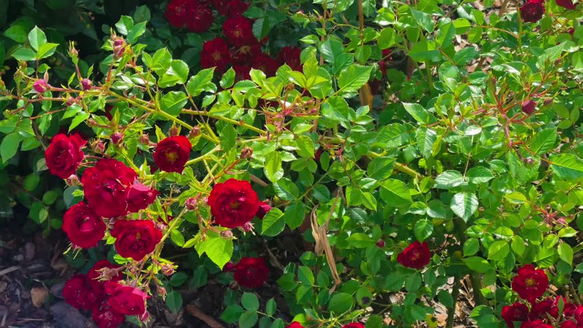 Beautiful blooming red roses flowers in the countryside rose garden, nature and gardening, slow motion video Royalty-Free Stock Footage #1106176025