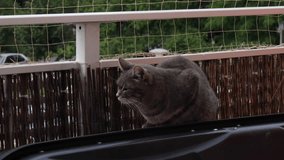 The cat is sitting on the balcony. Cat safety net on the balcony. the video was taken by hand