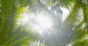 Bottom view sunshine in leaf coconut tree nature tree sunshine sunlight background High quality video 4K ProRes422 