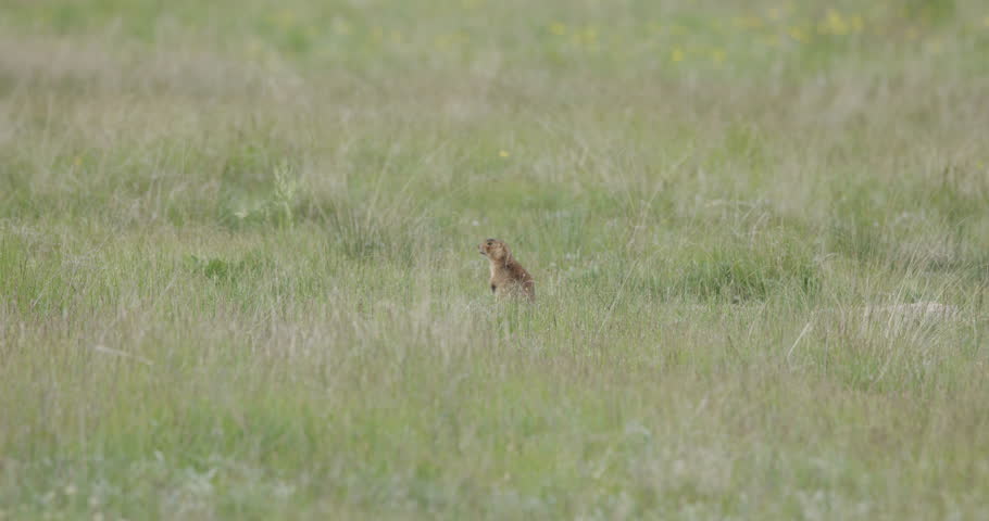 This is a shot of a Prairie Dog in Valles Caldera NM. Shot on a Canon R5C