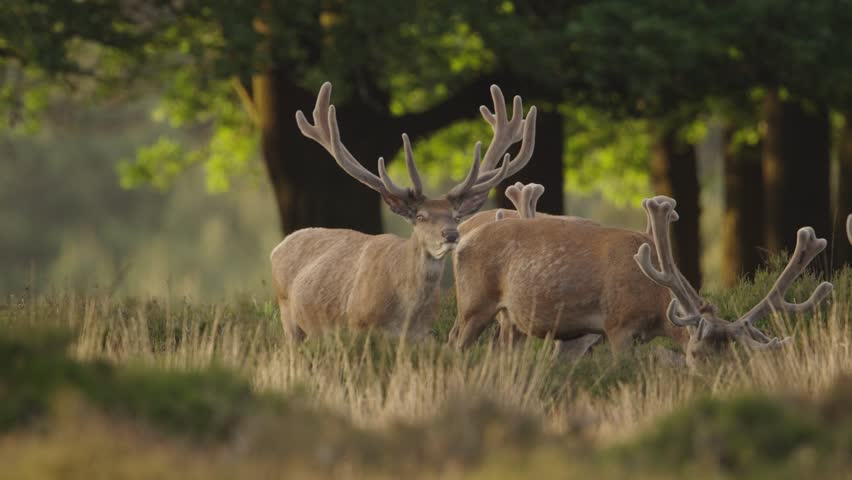 Red Deer, Three, Grazing in Forest Meadow, Beautiful Cinematic Slow Motion Close Up