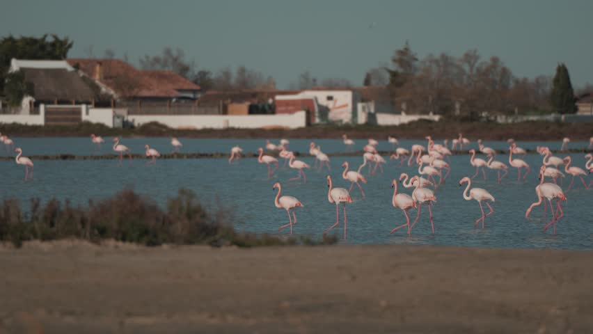 Flamingos Wading in Southern France