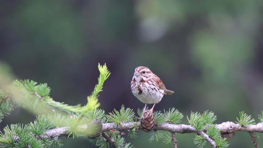 Song sparrow on a conifer branch