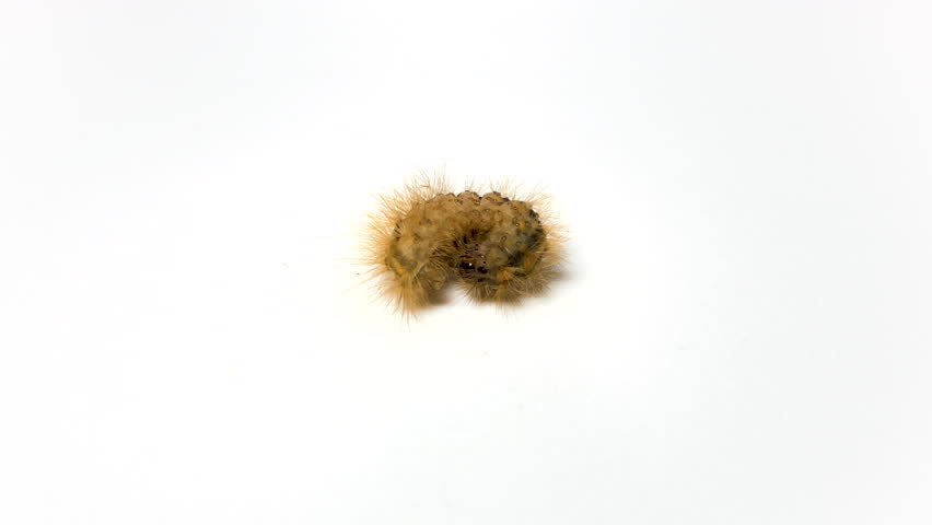Moving lights on a roof caterpillar or Eilema Caniola Litosia on white background