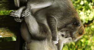Vertical static shot of two macaque monkeys in the Sacred Monkey Forest Sanctuary on bali indonesia while one is lying and being deloused by the other on a railing