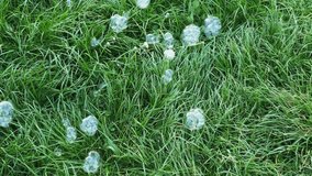 After children's games, soap bubbles sat on the green grass. Childhood