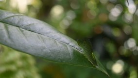 Beautiful relaxation video of a tailed green jay caterpillar (Graphium Agamemnon) sitting on top of a leaf, the caterpillar is in its in 4th instar growing stage