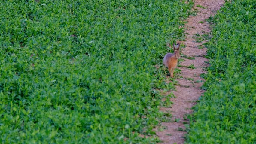 valuable game animal grazing on a green lawn, mammal hare of the lagomorph order, Lepus europaeus eats young rapeseed plants, concept of harming agriculture, object of amateur and sport hunting Royalty-Free Stock Footage #1106187889