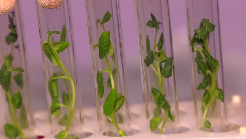 Laboratory of microclonal reproduction. "In vitro"  micro-breeding technology. Reproduction using biotechnological methods of fruit, berry and ornamental plants. Agar nutrient medium. Royalty-Free Stock Footage #1106189589