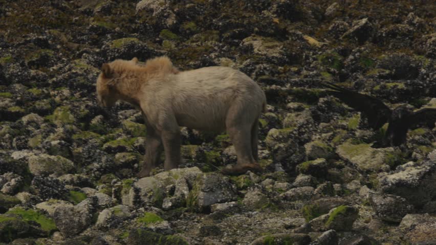 Golden Grizzly Bear with Crow