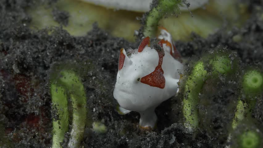 White-red fish (teenager) sits on a black bottom of a tropical sea next to green algae. She breathes through her mouth by passing water through her gills.
Warty Frogfish (Antennarius maculatus) 11 cm.