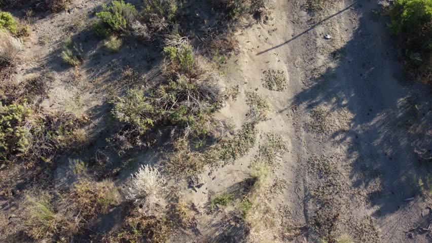 Drone flight over crawling mormon crickets between sagebrushes.