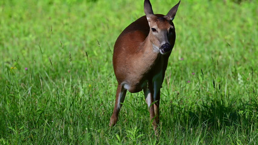 White-tailed Deer doe grazing in a meadow, Cades Cove, Great Smoky Mountains National Park, Tennessee, US.
