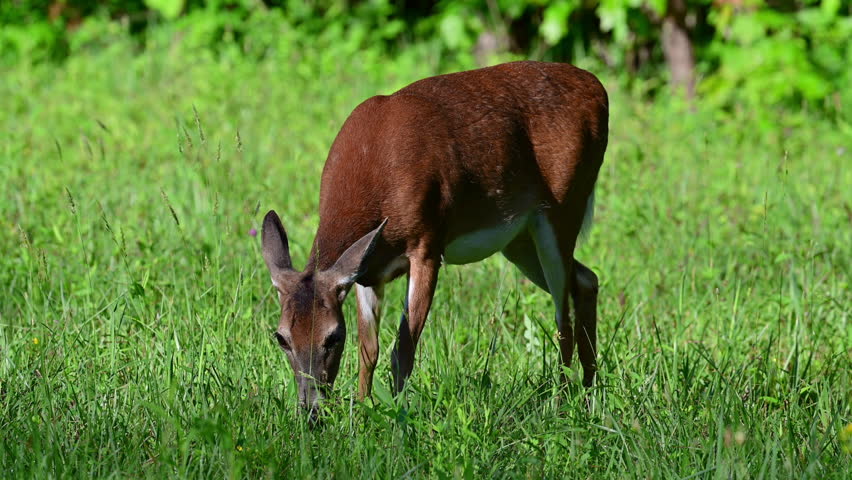 White-tailed Deer doe grazing in a field, Cades Cove, Great Smoky Mountains National Park, Tennessee, US.