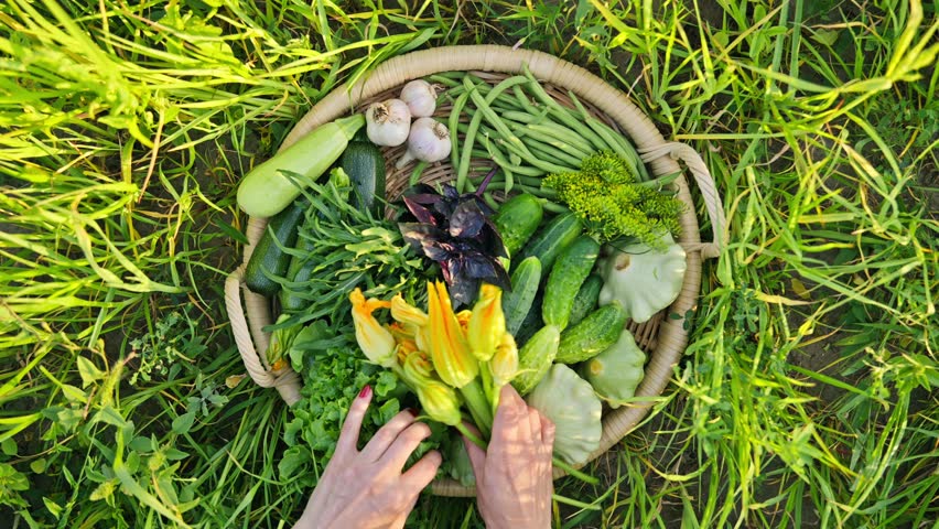 Top view vegetable green basket, woman hands picking vegetables